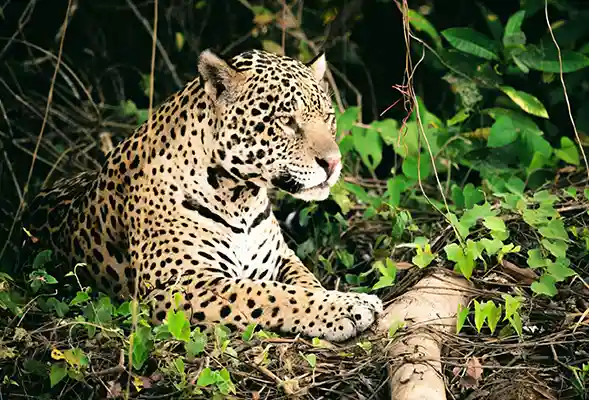Amazon Rainforest Peru 2024 Explore the Heart of the Jungle