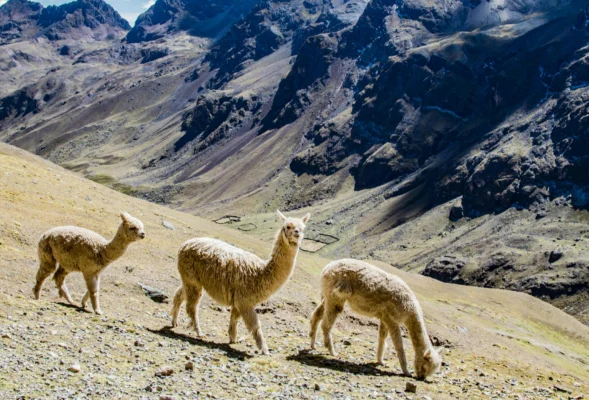 Eco-Friendly Tours in Peru 2025 Explore Responsibly and Sustainably