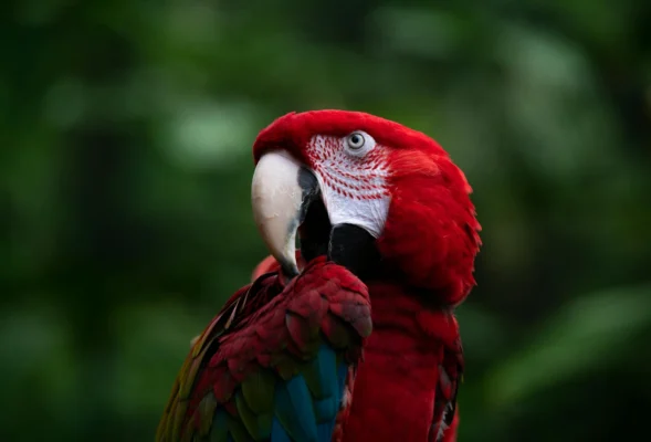 Birdwatching Tours in Peru 2025 Discover the World’s Birding Paradise