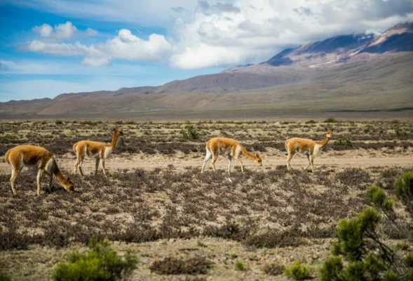 Peru Eco-Tourism Experiences 2025 Vive la Naturaleza de Forma Responsable