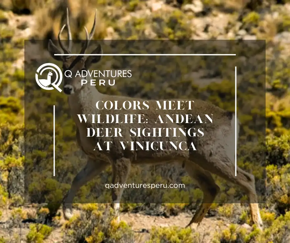 Colors Meet Wildlife: Andean Deer Sightings at Vinicunca