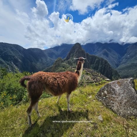 https://www.qadventuresperu.com/