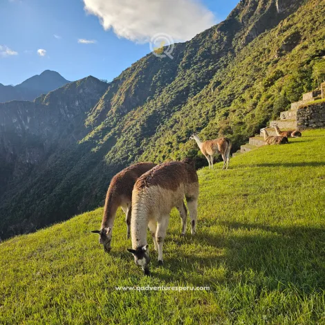 https://www.qadventuresperu.com/