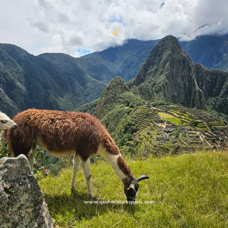 https://www.qadventuresperu.com/