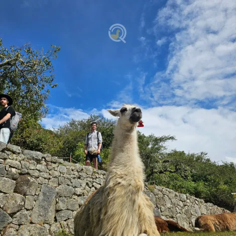 https://www.qadventuresperu.com/