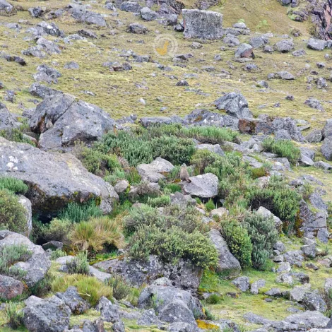 https://www.qadventuresperu.com/